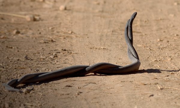 ฝันเห็นงู 3 ตัว-"Dream of seeing 3 snakes"