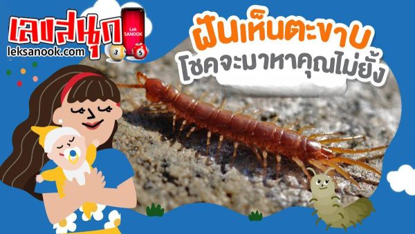 ฝันเห็นตะขาบไต่ตามตัว-"Dream of seeing a centipede crawling on your-body"
