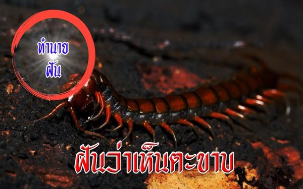 ฝันเห็นตะขาบไต่ตามตัว-"Dream of seeing a centipede crawling on your-body"