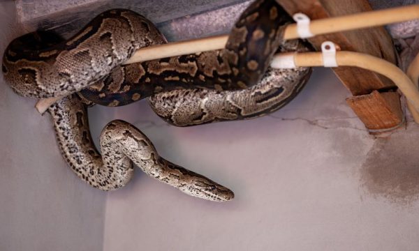 ฝันเห็นงู3ตัวเลขเด็ด-"Dream of seeing a snake with 3 lucky numbers"