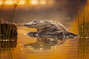ฝันว่าจระเข้กัดขา-"Dream that a crocodile bites your leg"
