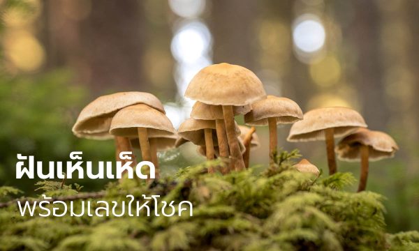 ฝันว่าได้เก็บเห็ดปลวก-"Dreamed of picking mushrooms and termites"