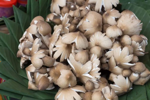 ฝันว่าได้เก็บเห็ดปลวก เลขเด็ด-"Dreamed of picking mushrooms and termites. Lucky number."