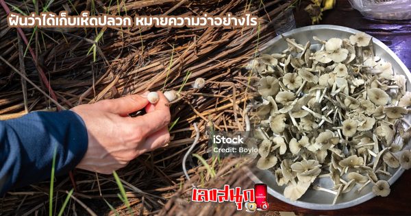 ฝันว่าได้เก็บเห็ดปลวก-"fun numbers beliefs"