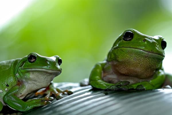ฝันเห็นกบตัวใหญ่ 2 ตัว - "Dreamed of seeing 2 big frogs"