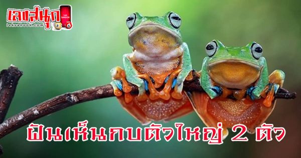 ฝันเห็นกบตัวใหญ่ 2 ตัว - "Dreamed of seeing 2 big frogs"