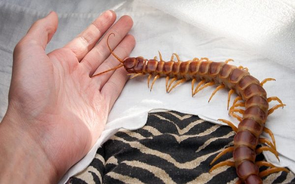 ฝันเห็นตะขาบ2ตัว-"Dreamed of seeing 2 centipedes"