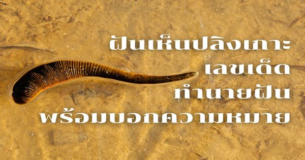 ฝันเห็นปลิง ถูกรางวัลที่ 1-"Dreamed of seeing a leech, won first prize."