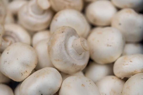 ฝันว่าเก็บเห็ด ตีหวย-"Dreaming of picking mushrooms, winning the lottery"