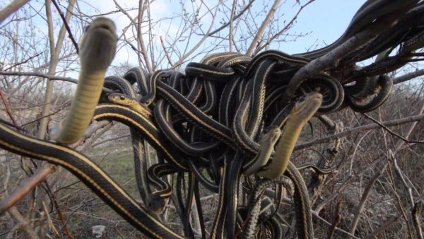 ฝันเห็นงูหลายตัว เลขเด็ด-"Dreaming of seeing many snakes, lucky numbers"