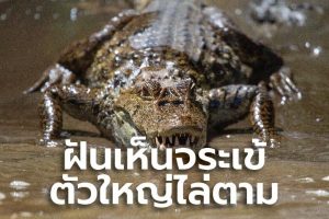 ฝันว่าจระเข้กัด-"Dream that a crocodile bites"