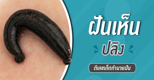 ฝันว่าปลิงเกาะแล้วดึงออก-"Dreaming that a leech clings to you and pulls it out."
