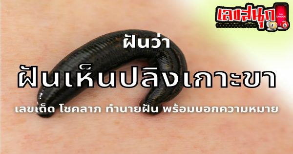 ฝันว่าปลิงเกาะขา-"Dreaming that leeches cling to your leg"