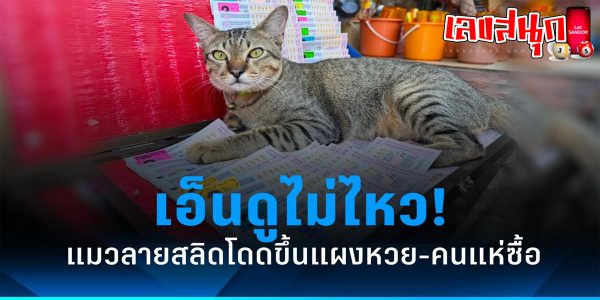 น้องแมว เขี่ยเลขเด็ด-"famous people's fun numbers"