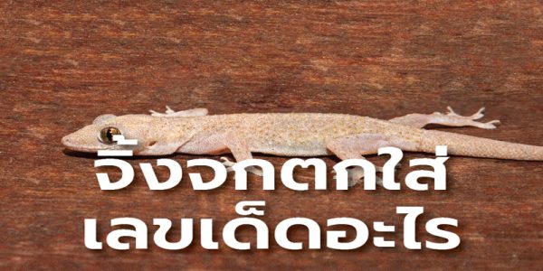 เลขเด็ด จิ้งจก ตก ใส่หัว-"Lucky number lizard falls on head"