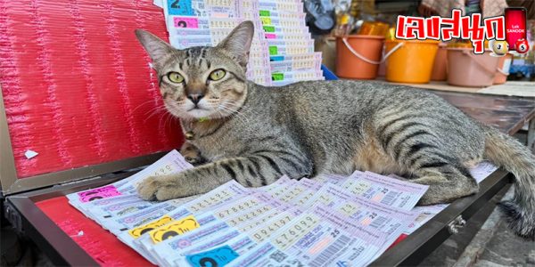 หวยแม๊ว แม๊ว แม๊ว-"Meow Meow Meow Lottery"