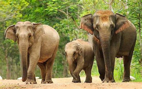 ฝันเห็นช้าง 3 ตัว-"Dream of seeing 3 elephants"