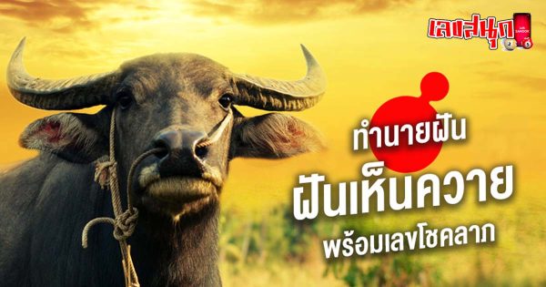ฝันเห็นควายเขาหัก-"Dream of seeing a buffalo with broken horns"