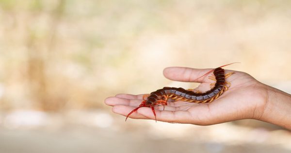 ฝันเห็นตะขาบไต่ตามตัว-"Dream of seeing a centipede crawling on your body"