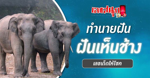ฝันเห็นช้างเป็นโขลง-"Dream of seeing a herd of elephants"