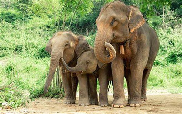 ฝันเห็นช้าง-"Dream of seeing an elephant"
