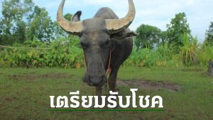 ฝันเห็นควายเขาหัก-"Dream of seeing many buffalo"