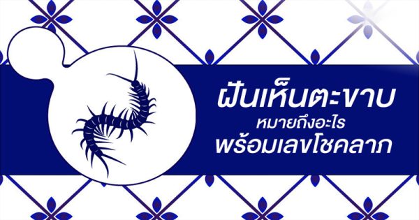 ฝันว่าตะขาบไต่ตัวแต่ไม่กัด-"Dreamed of a centipede climbing but not biting."