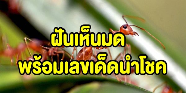 ฝันว่ามดขึ้นบ้าน-"Dreamed that ants were in the house"