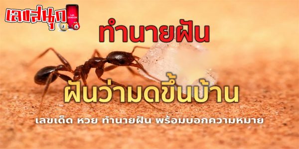 ฝันว่ามดขึ้นบ้าน-"fun numbers beliefs"