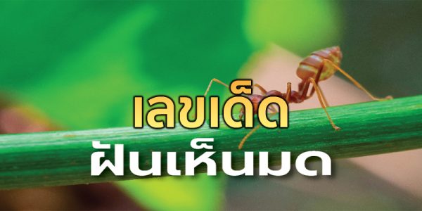 ฝันว่ามดขึ้นบ้าน เลขเด็ด-"Dreaming of ants entering the house, lucky numbers"