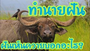ฝันเห็นควายเขาหัก-"Dreaming of riding a buffalo"