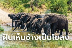 ฝันเห็นช้างเป็นโขลง-"Dreaming of seeing a big herd of elephants, lucky numbers"