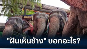 ฝันเห็นช้างเป็นโขลง-"Dreaming of seeing many elephants, lucky numbers"