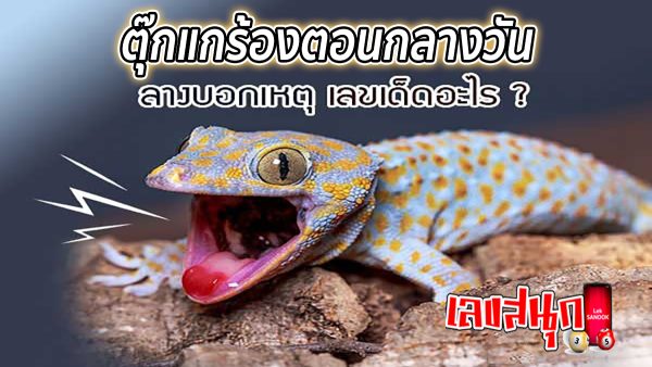 ตุ๊กแกร้องตอนกลางวัน -"Lucky numbers"