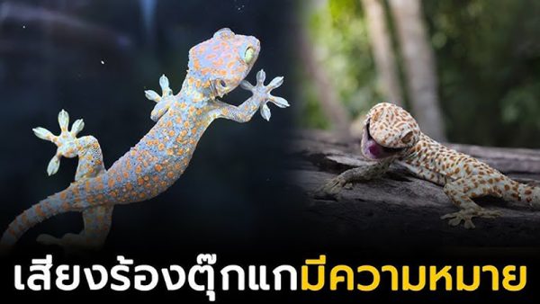 ตุ๊กแกร้อง 8 ครั้ง -"Gecko cries 8 times"
