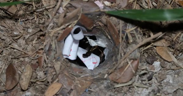 เลขเด็ดเสี่ยงทายจากพญาบึ้ง-"Lucky numbers from Phaya Bueng"