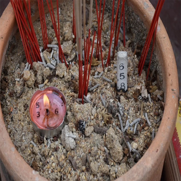 ต้นโพธิ์เงิน โพธิ์ทอง ราคา-"Ngern Bodhi tree, Golden Bodhi tree price"