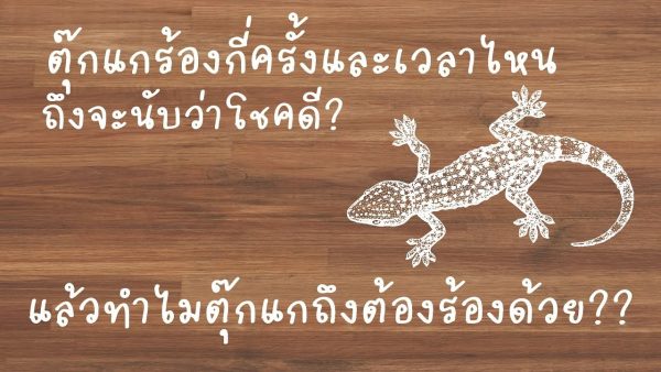 ตุ๊กแกร้องตอนกลางวัน -"Geckos cry during the day"