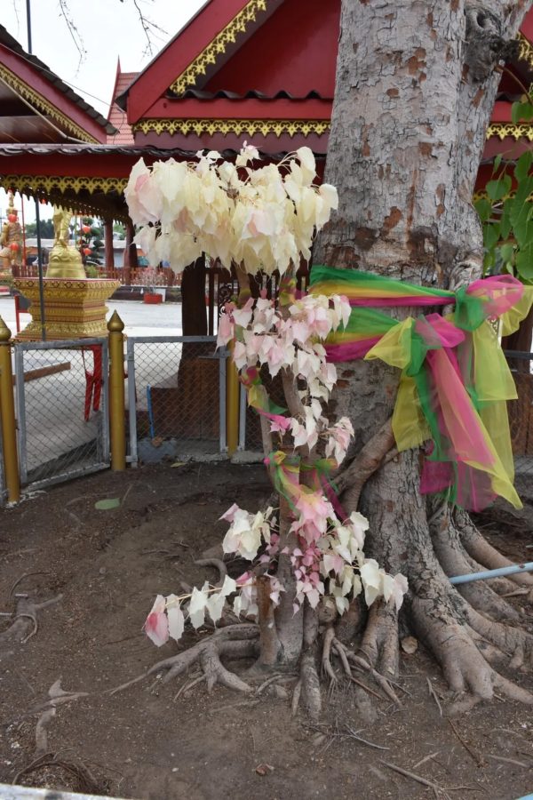 ขอโชคต้นโพธิ์ -"Wish for luck on the Bodhi tree"