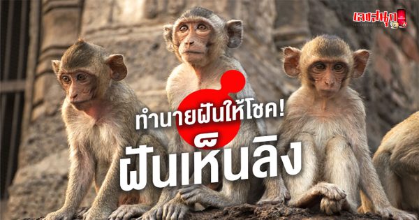 ฝันเห็นลิงฝูงใหญ่-"fun numbers beliefs"