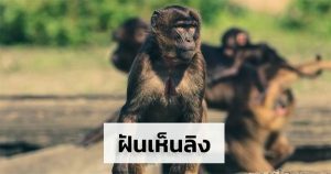 ฝันเห็นลิงฝูงใหญ่ -"Dream of seeing a large group of monkeys"