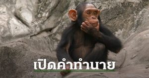 ฝันเห็นลิงมากอด -"Dream of seeing a monkey cuddling"