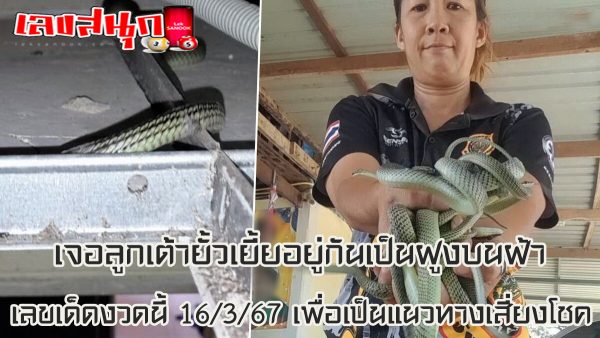 ฝูงลูกงูเขียว-"group of baby green snakes"