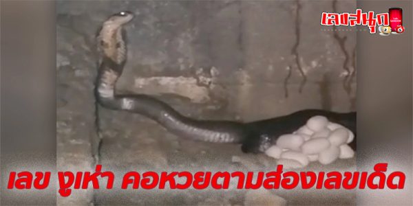 เลข งูเห่า-"Cobra number"