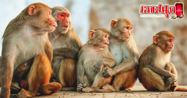 ฝันเห็นลิงมากอด-"Dream of seeing a monkey cuddling"