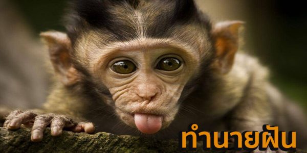 ฝันเห็นลิงตัวเล็ก-"Dream of seeing a small monkey"