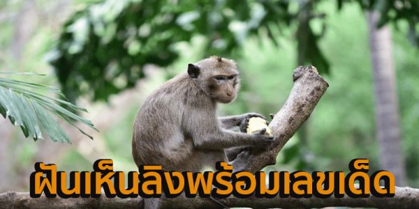 ฝันเห็นลิงตัวเล็ก 1 ตัว-"Dream of seeing a small monkey"