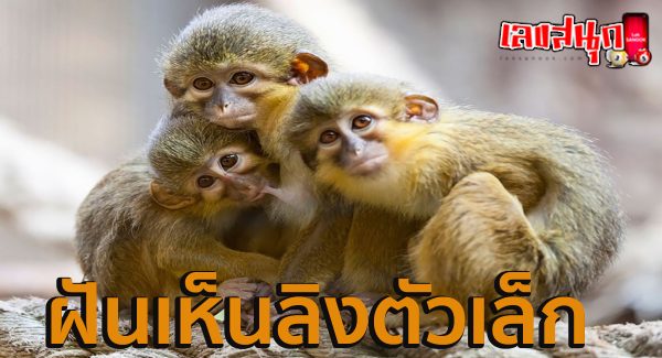 ฝันเห็นลิงตัวเล็ก-"Dream of seeing a small monkey"