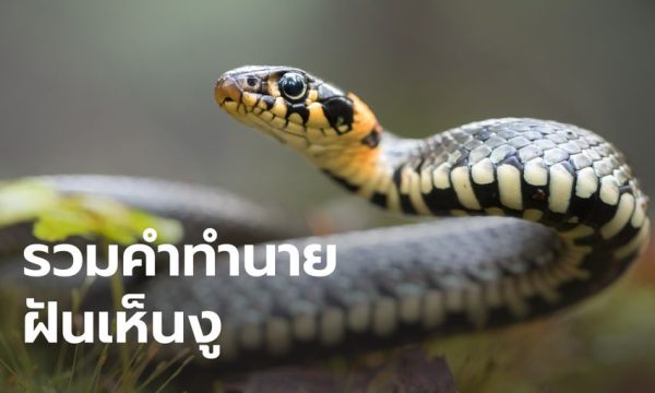ฝันเห็นงู-"Dream of seeing a snake"
