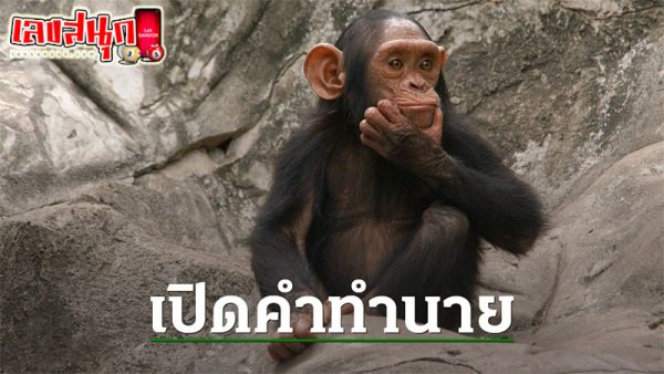 ฝันเห็นลิงหลายตัว-"Dream of seeing many-monkeys"